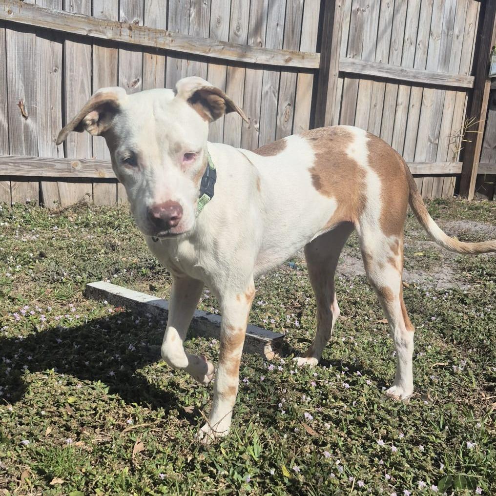 Enlarge Willow, a Adoptable mixed breed in Merritt Island, FL image 1/4