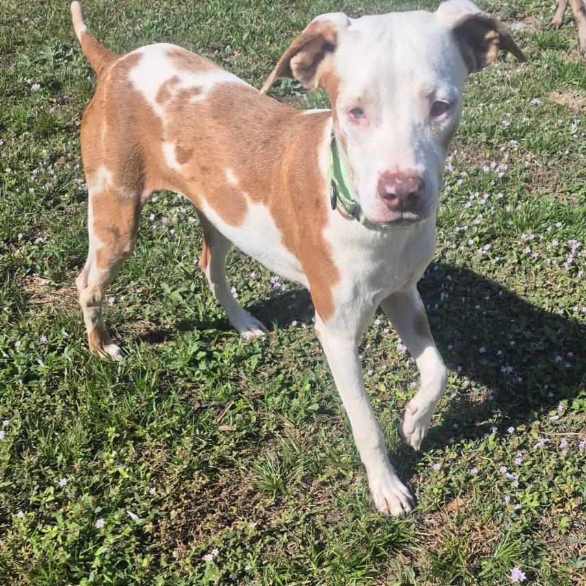 Enlarge Willow, a Adoptable mixed breed in Merritt Island, FL image 2/4