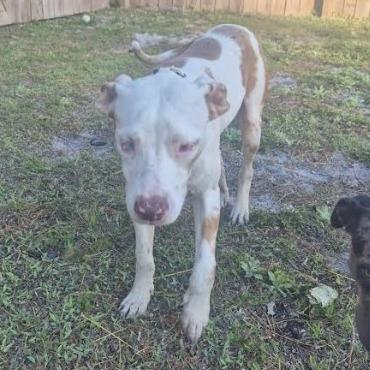 Enlarge Willow, a Adoptable mixed breed in Merritt Island, FL image 3/4