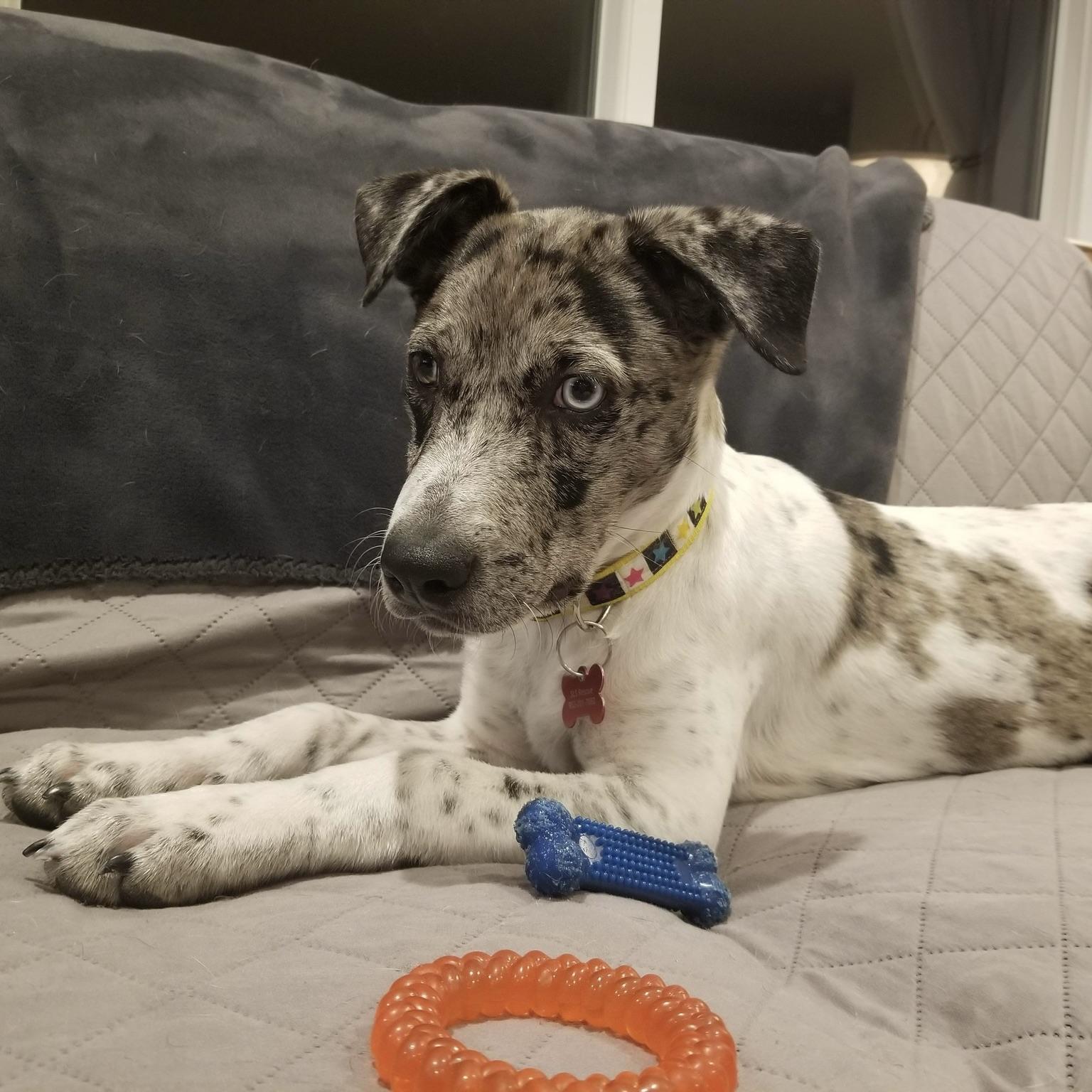 Enlarge Bowser, a Adoptable mixed breed in Prior Lake, MN image 6/6