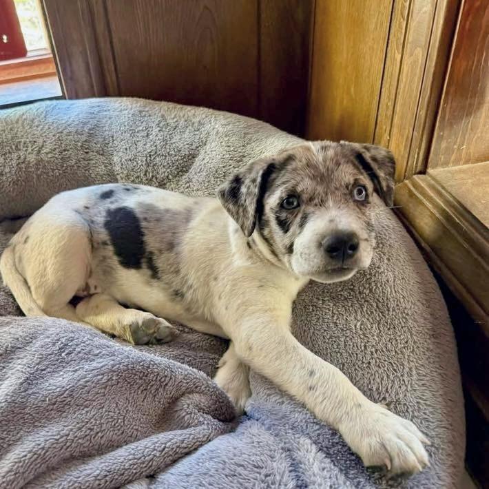 Bowser, a Adoptable mixed breed in Prior Lake, MN image 4/6