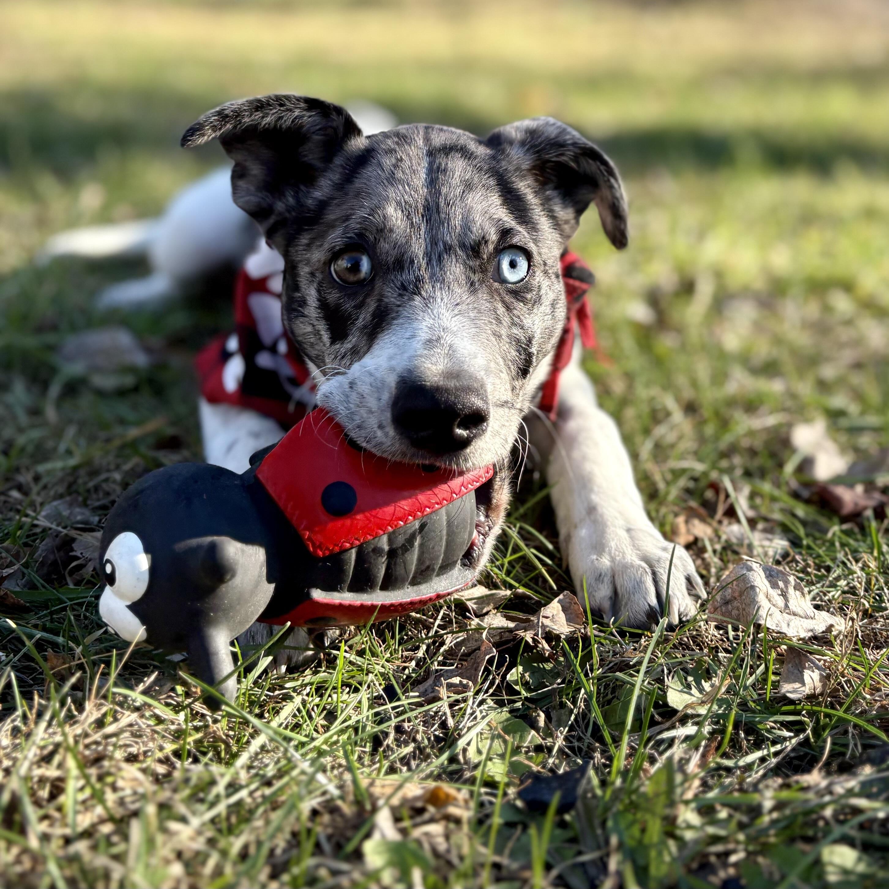 Bowser, a Adoptable mixed breed in Prior Lake, MN image 3/6