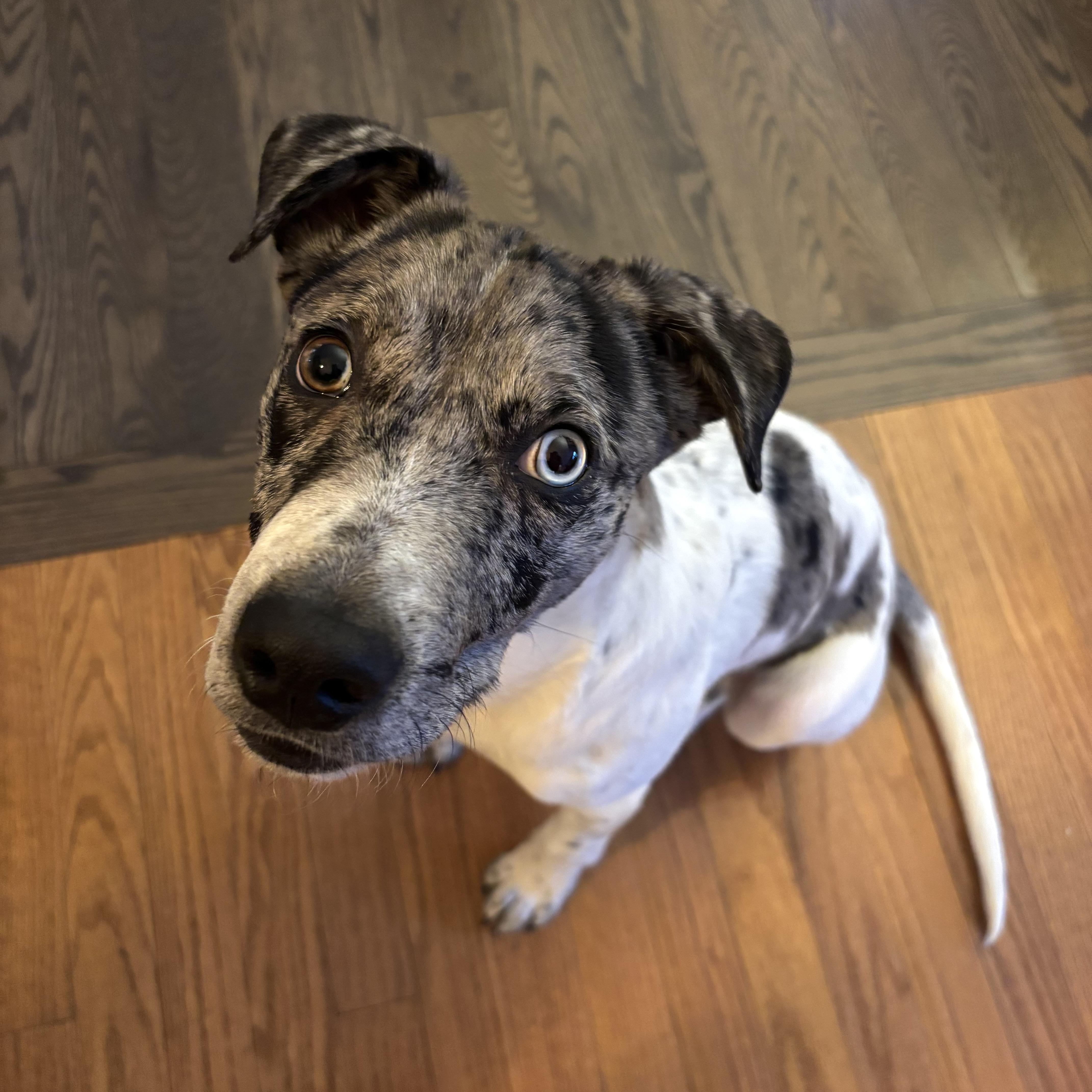 Enlarge Bowser, a Adoptable mixed breed in Prior Lake, MN image 2/6