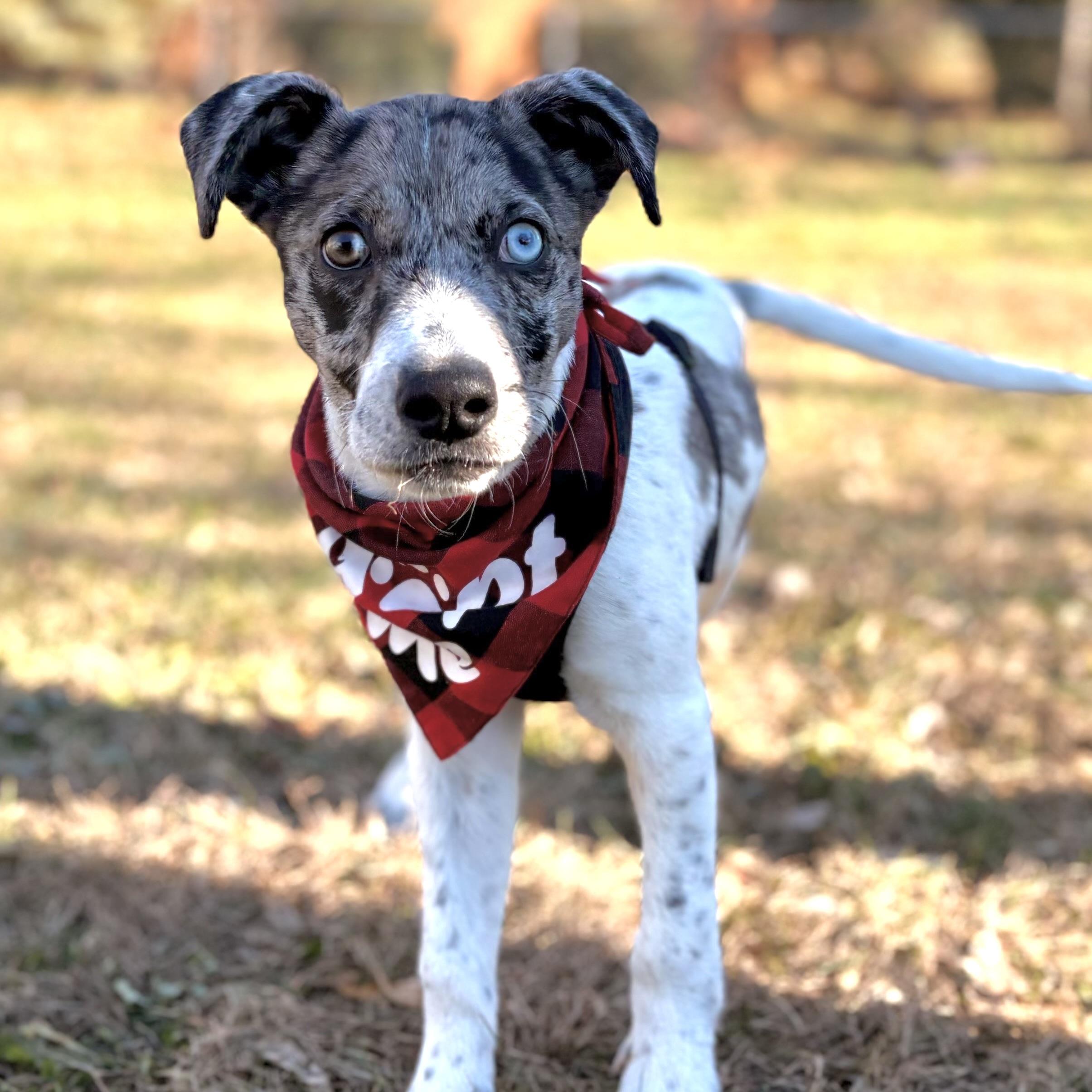 Bowser, a Adoptable mixed breed in Prior Lake, MN image 6/6