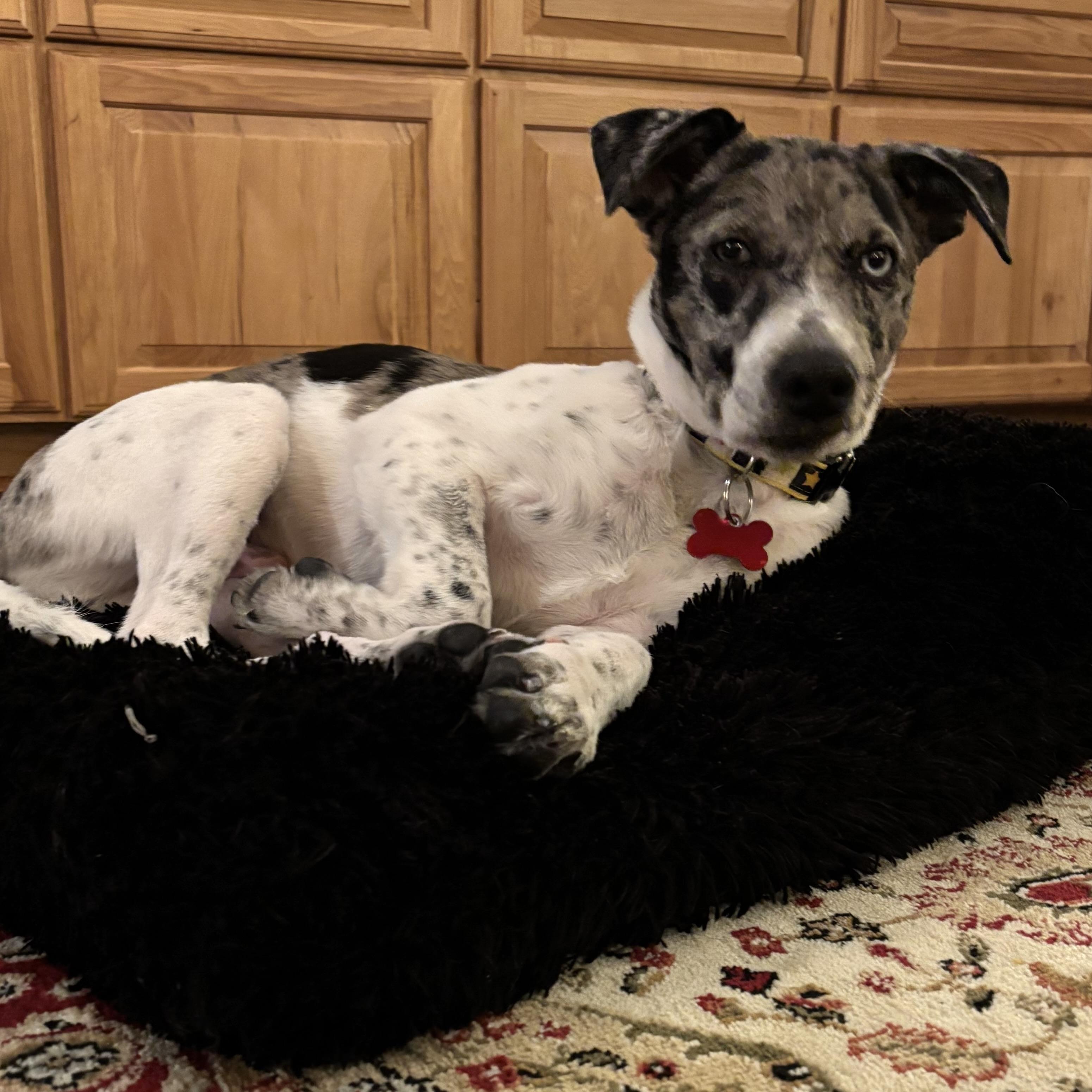 Enlarge Bowser, a Adoptable mixed breed in Prior Lake, MN image 5/6