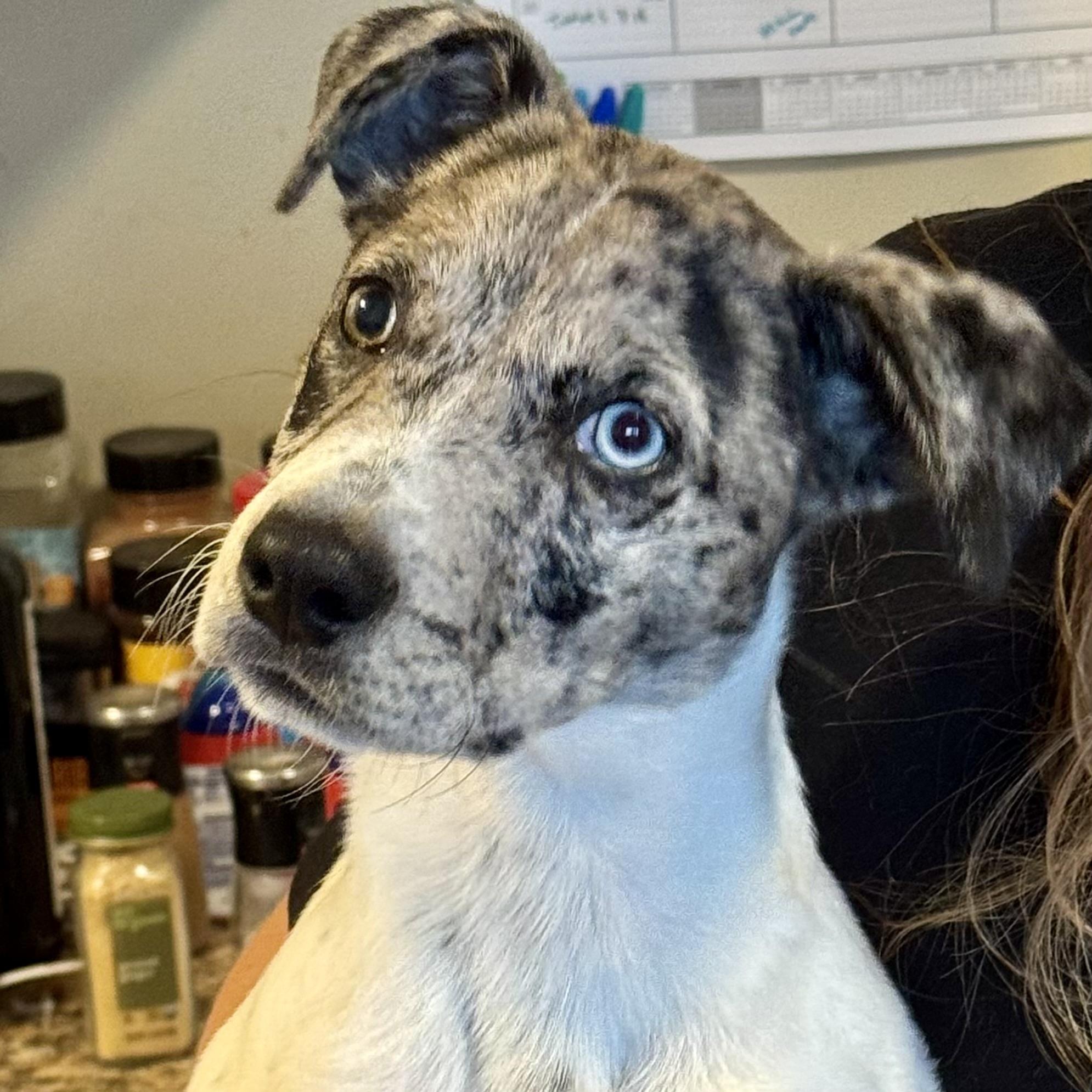 Bowser, a Adoptable mixed breed in Prior Lake, MN image 5/6