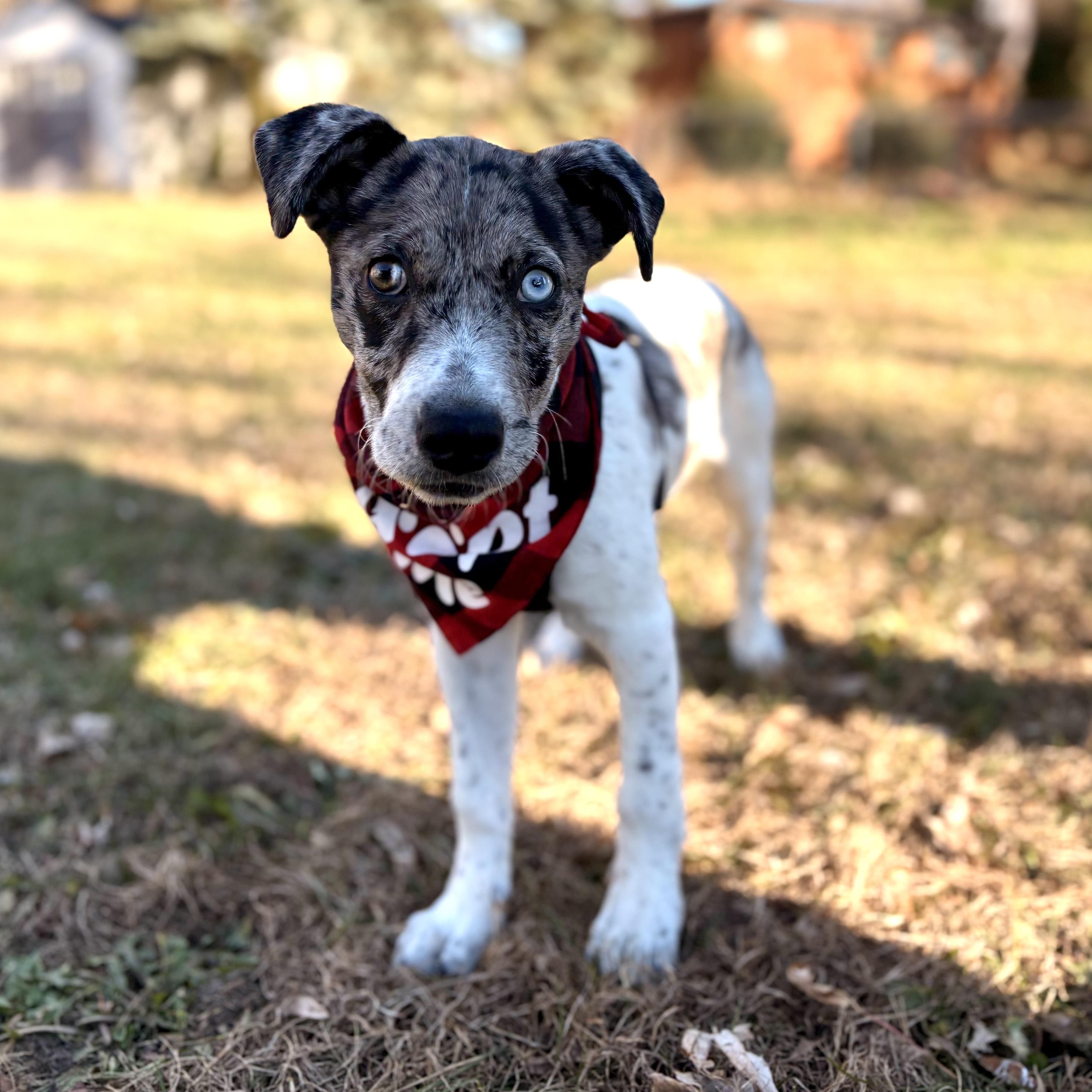 Bowser, Adoptable, Puppy Male Catahoula Leopard Dog & Mixed Breed.