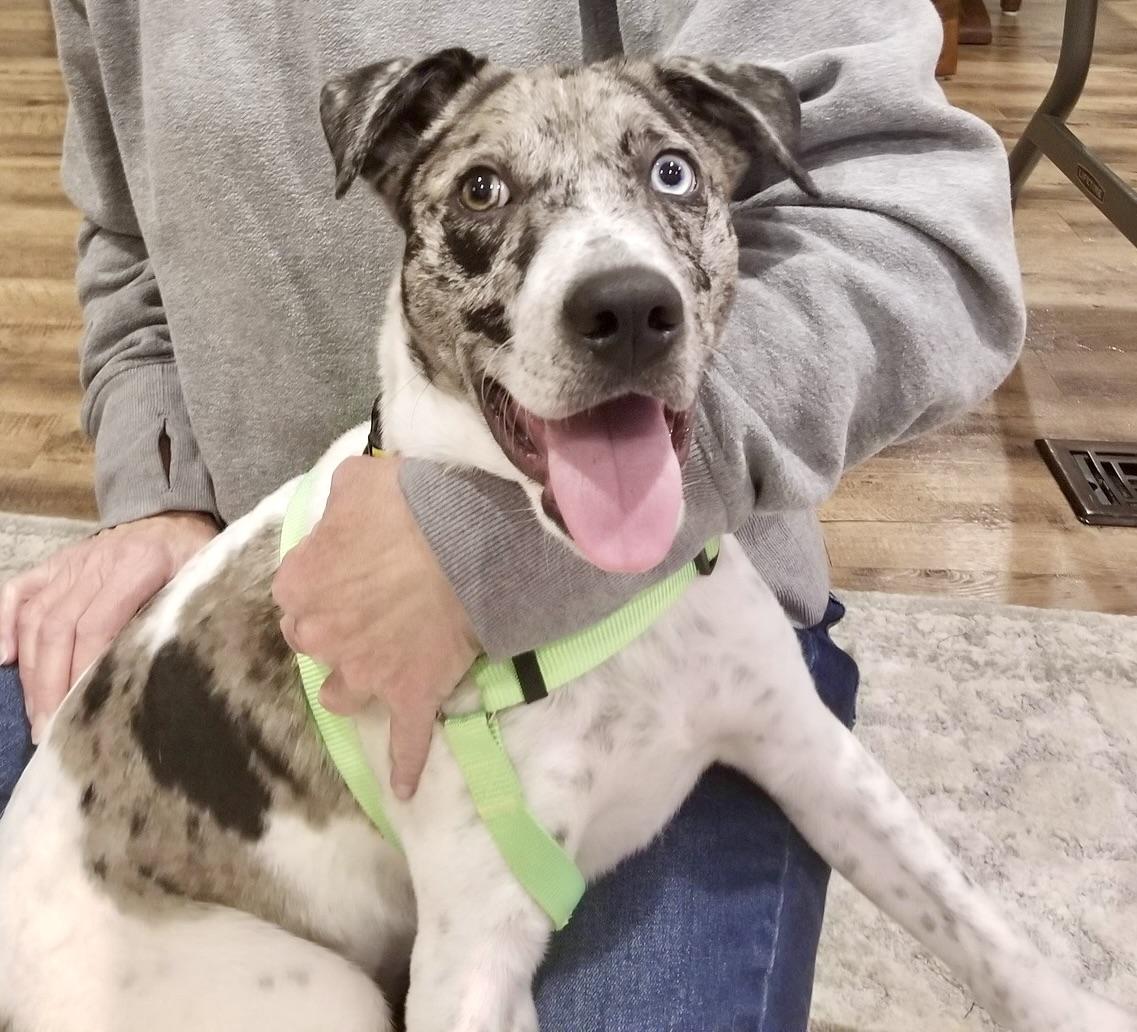 Enlarge Bowser, a Adoptable mixed breed in Prior Lake, MN image 1/6