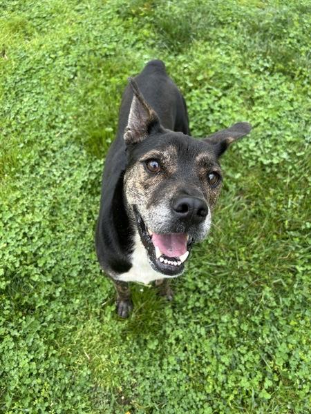 Tobias, Adoptable, Adult Male Terrier.