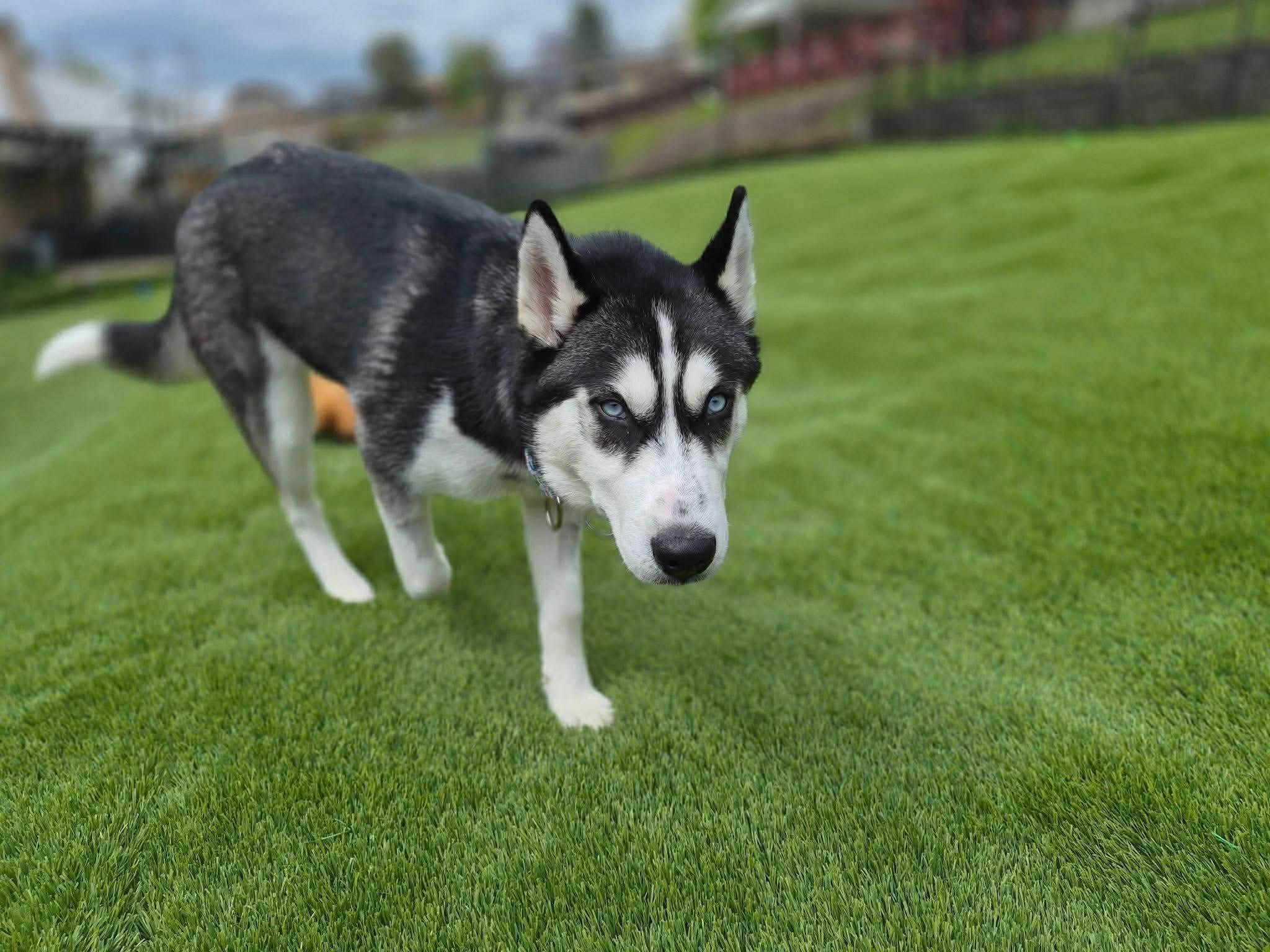 Doug, a ADOPTABLE Siberian Husky in McKeesport, PA image 3/6