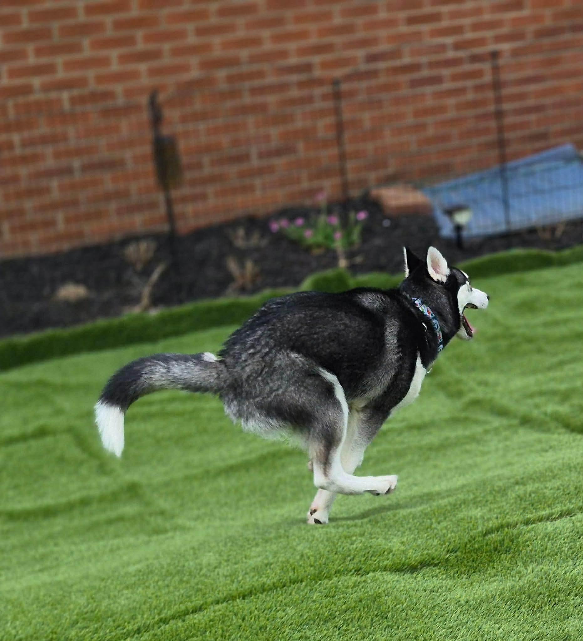 Doug, a ADOPTABLE Siberian Husky in McKeesport, PA image 2/6