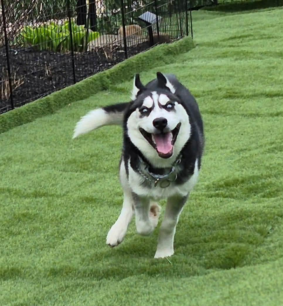 Doug, a ADOPTABLE Siberian Husky in McKeesport, PA image 4/6