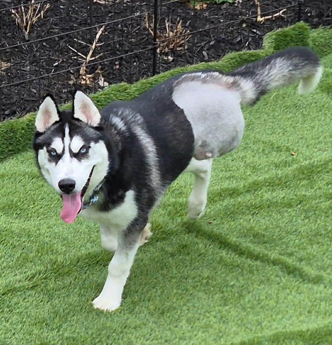 Doug, a ADOPTABLE Siberian Husky in McKeesport, PA image 5/6