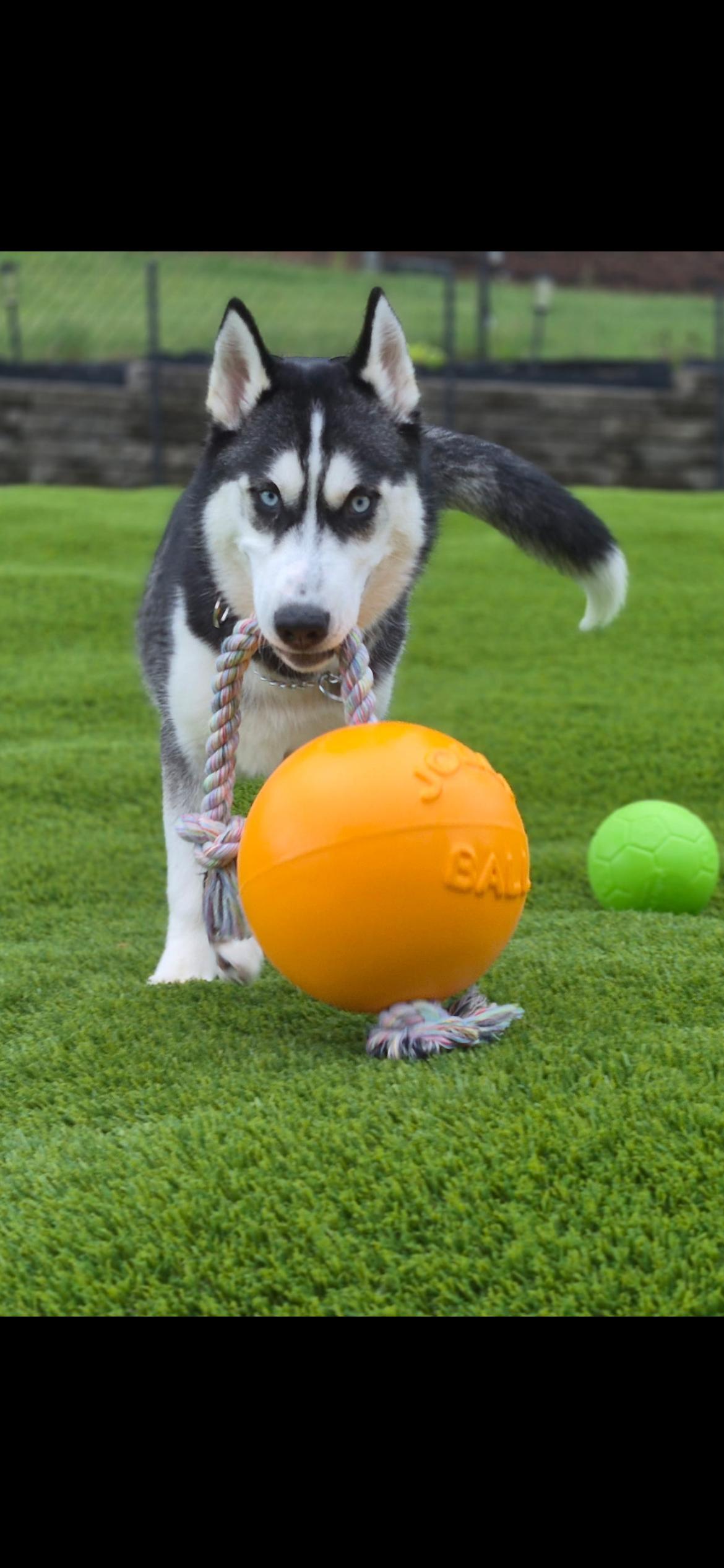 Doug, a ADOPTABLE Siberian Husky in McKeesport, PA image 1/6