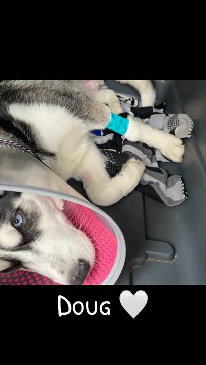 Enlarge Doug, a ADOPTABLE Siberian Husky in McKeesport, PA video 6/6
