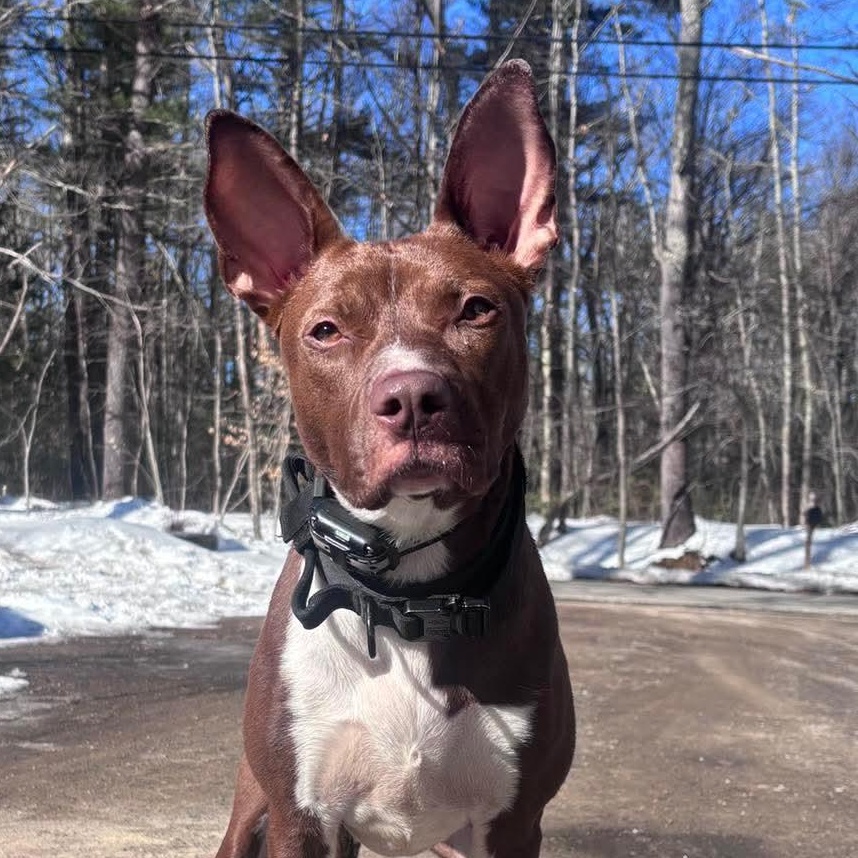 Betty (FEE SPONSORED), Adoptable, Adult Female Pit Bull Terrier.