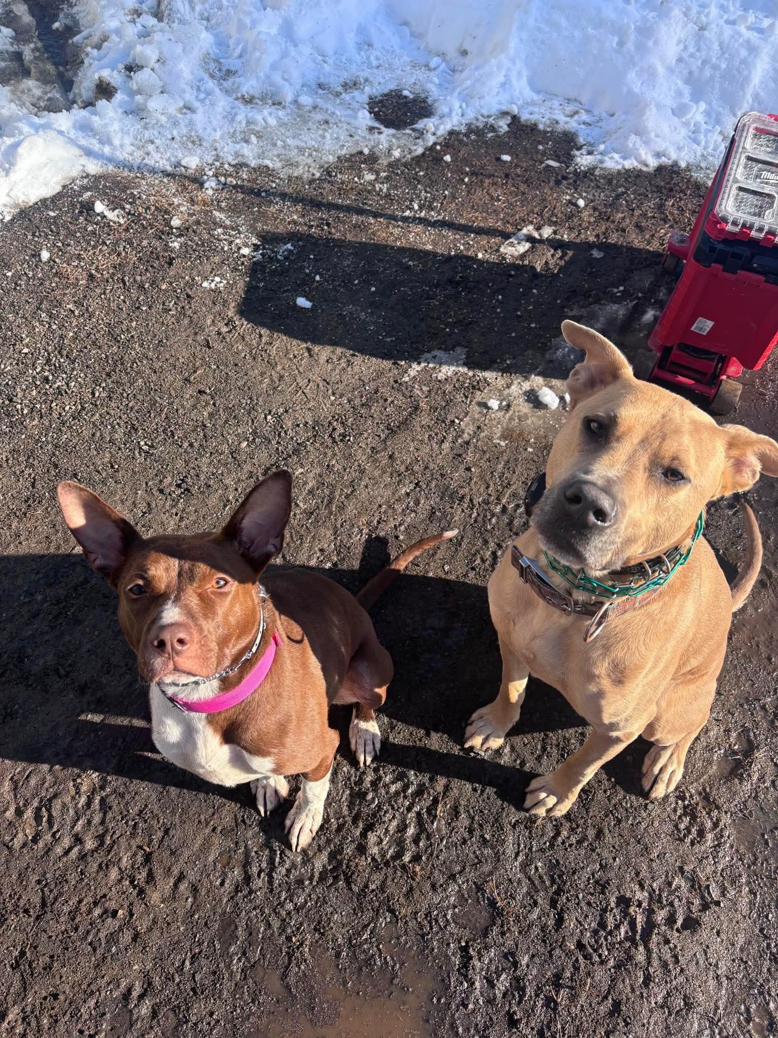 Enlarge Betty (FEE SPONSORED), a Adoptable mixed breed in Portland, ME image 3/6