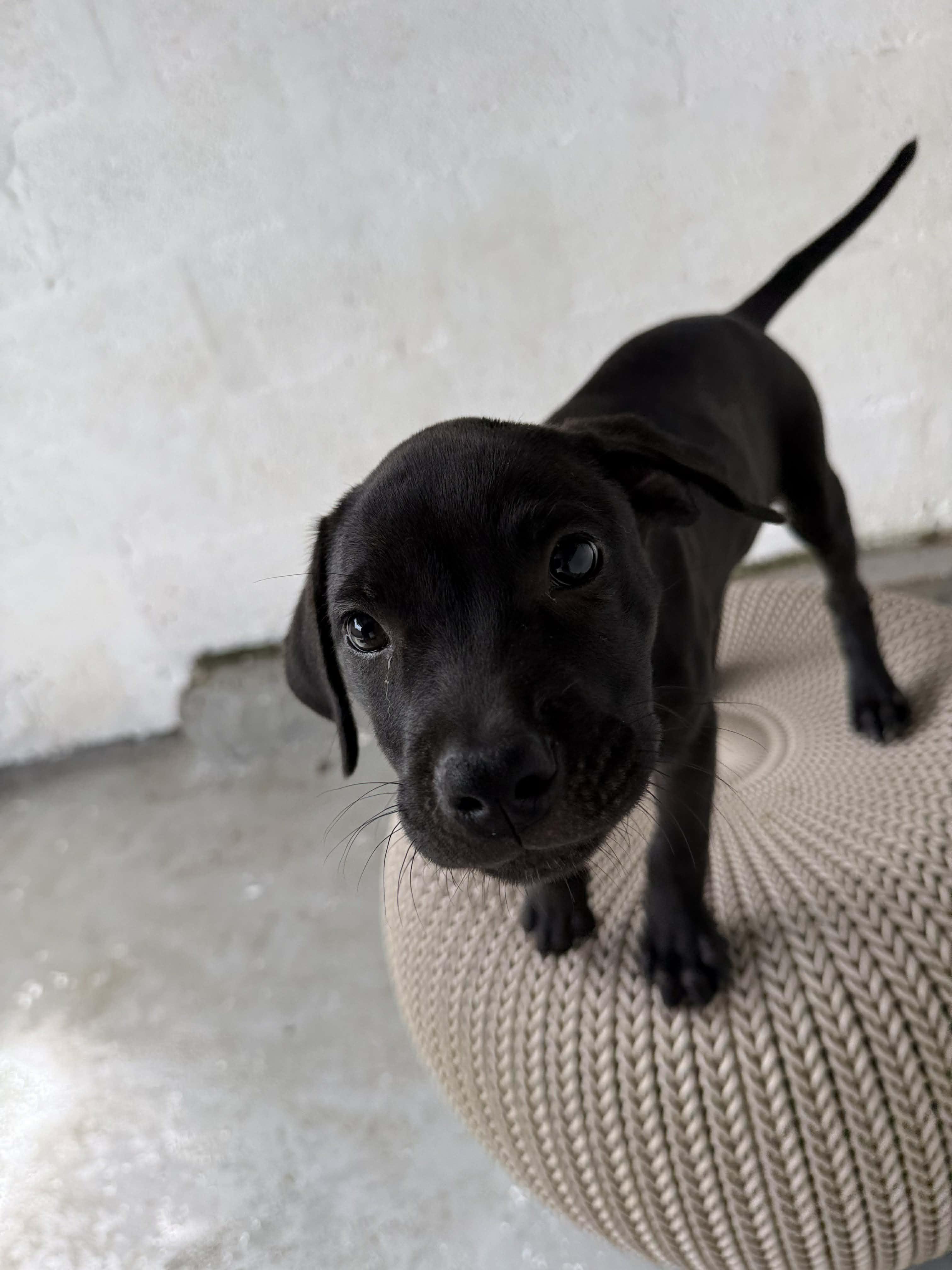 Roxy, a ADOPTABLE mixed breed in ISABELA, PR image 3/6