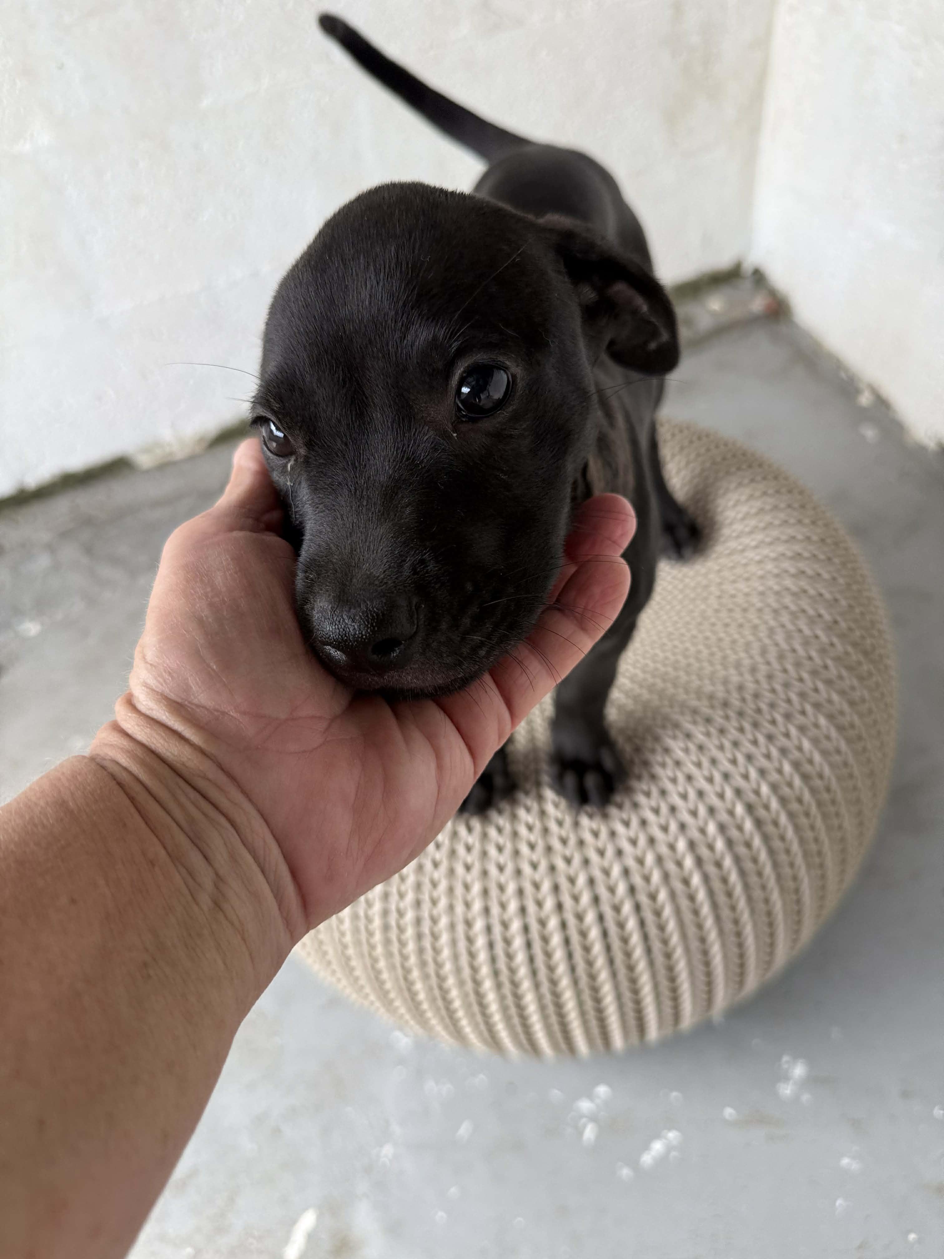 Roxy, a ADOPTABLE mixed breed in ISABELA, PR image 5/6