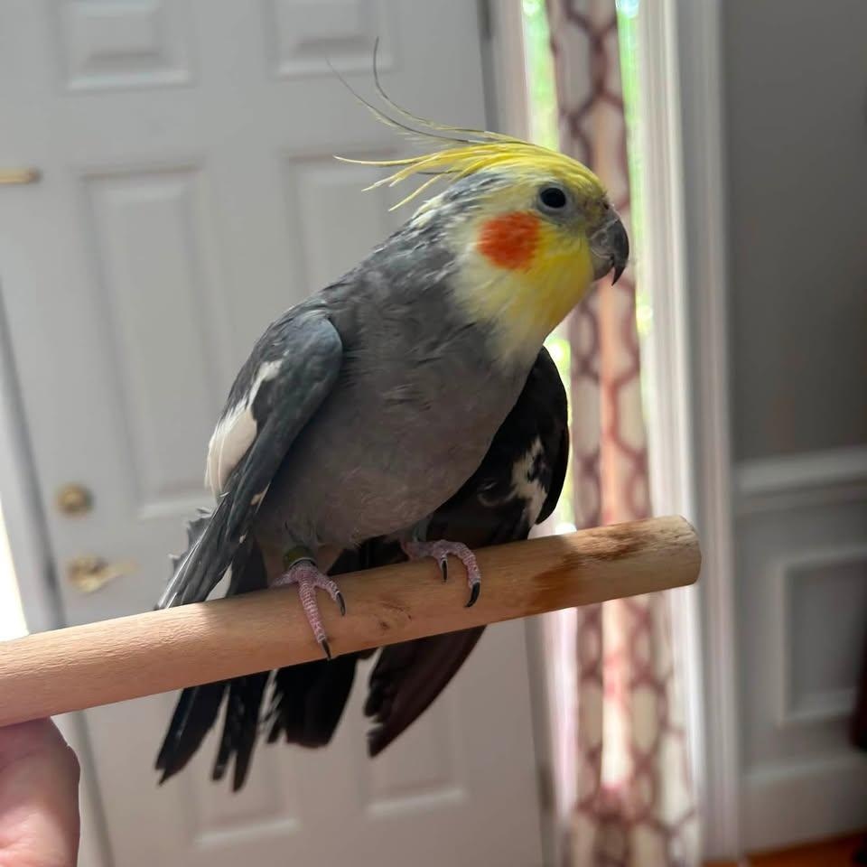 Enlarge Garris - Cockatiel, a Adoptable Cockatiel in CHARLOTTE, NC image 2/3