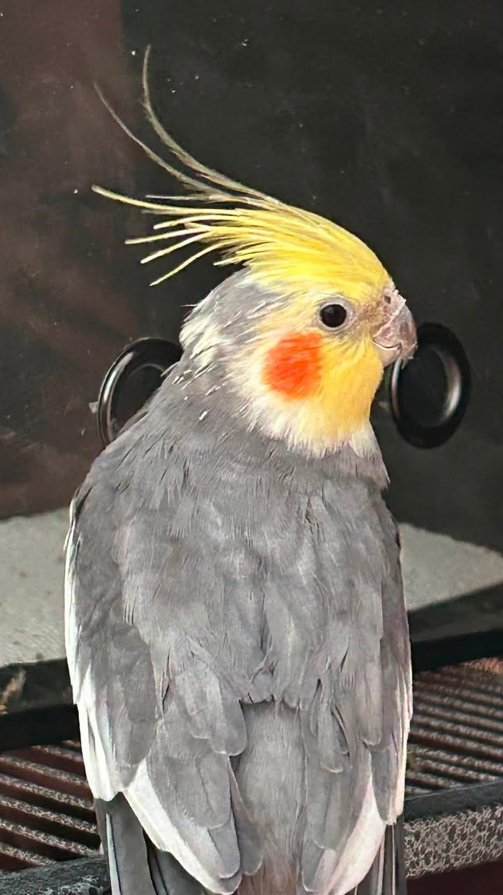Enlarge Garris - Cockatiel, a Adoptable Cockatiel in CHARLOTTE, NC image 1/3