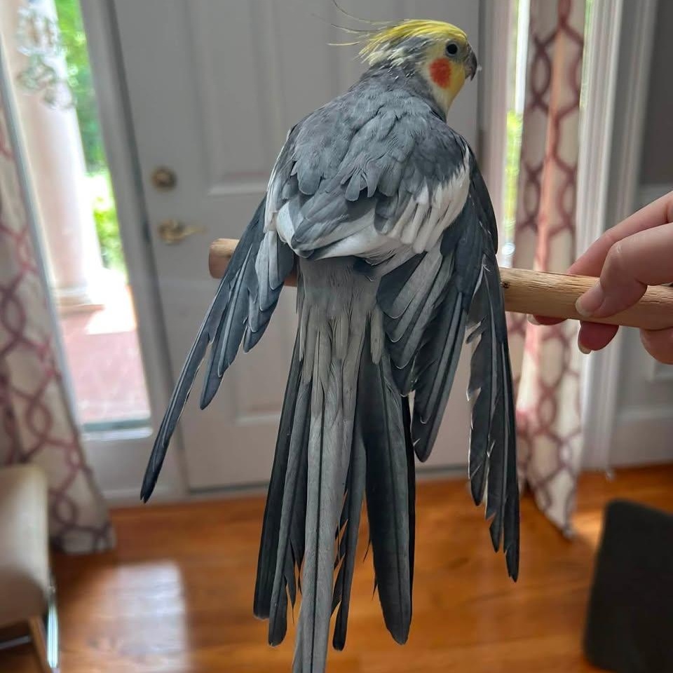 Enlarge Garris - Cockatiel, a Adoptable Cockatiel in CHARLOTTE, NC image 3/3