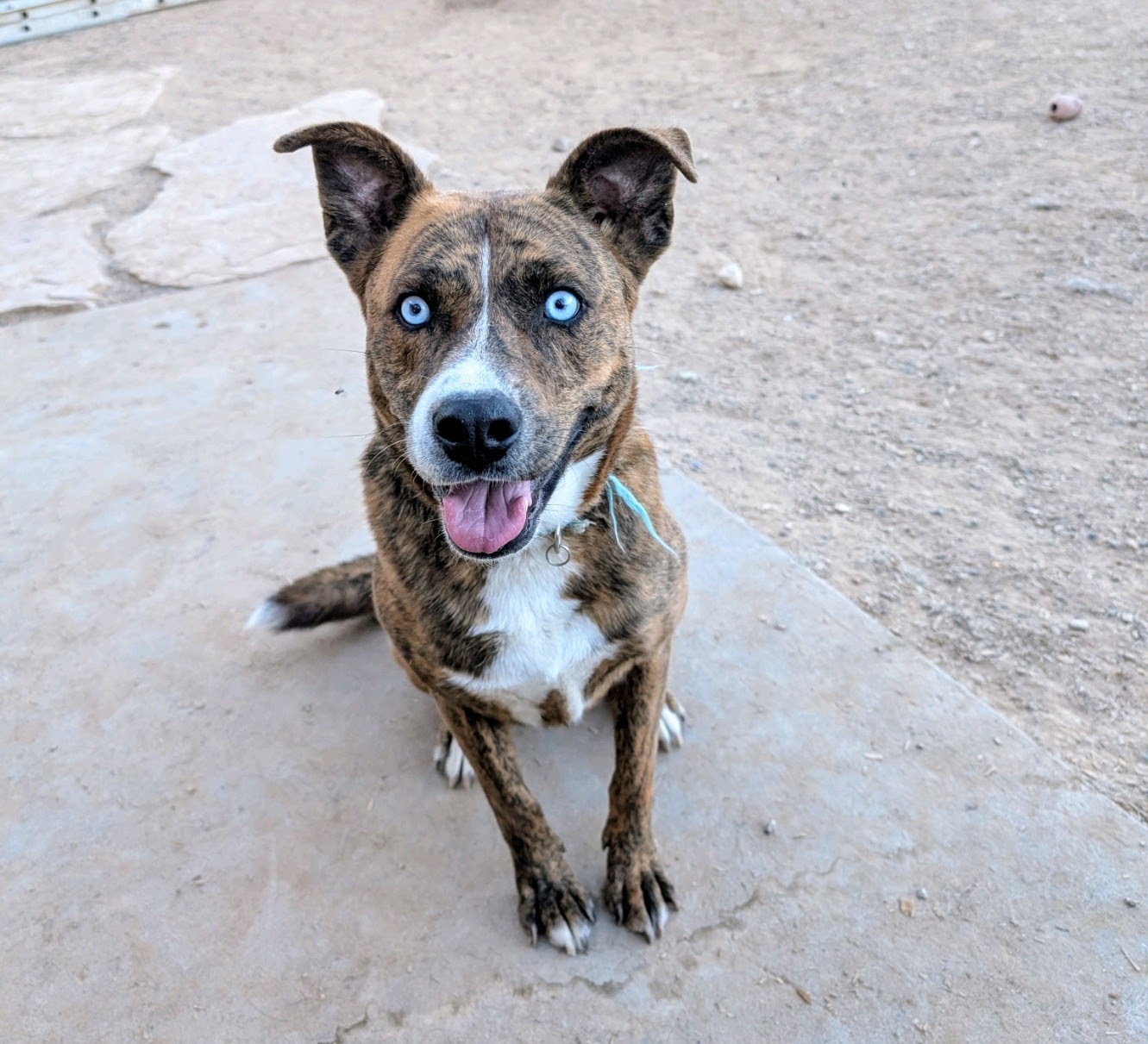 Enlarge GRACIE, a Adoptable mixed breed in Pena Blanca, NM image 1/5