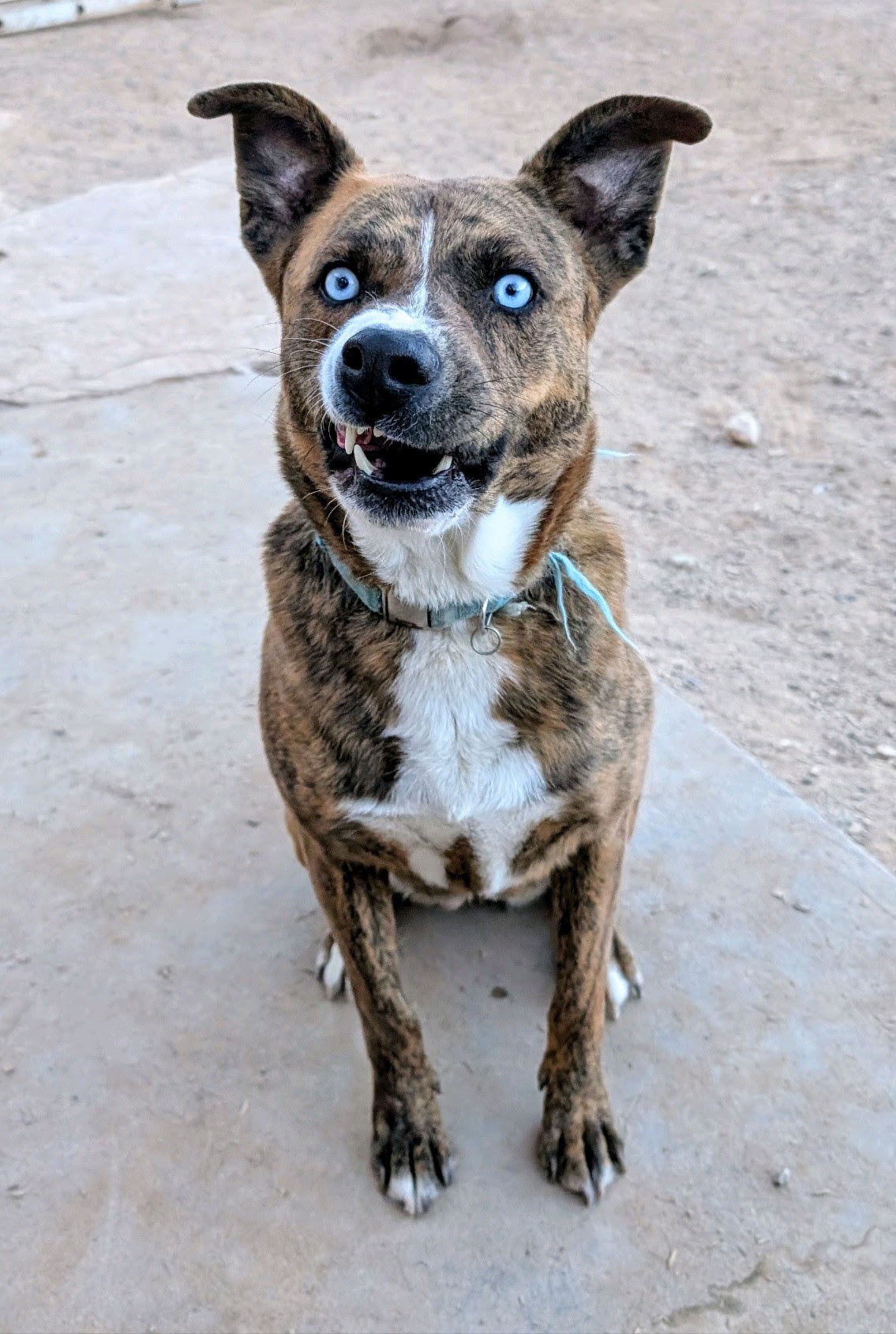 Enlarge GRACIE, a Adoptable mixed breed in Pena Blanca, NM image 3/5