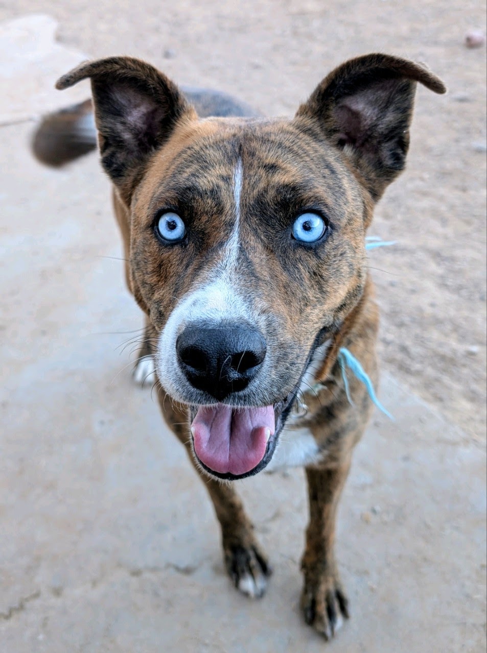 Enlarge GRACIE, a Adoptable mixed breed in Pena Blanca, NM image 5/5