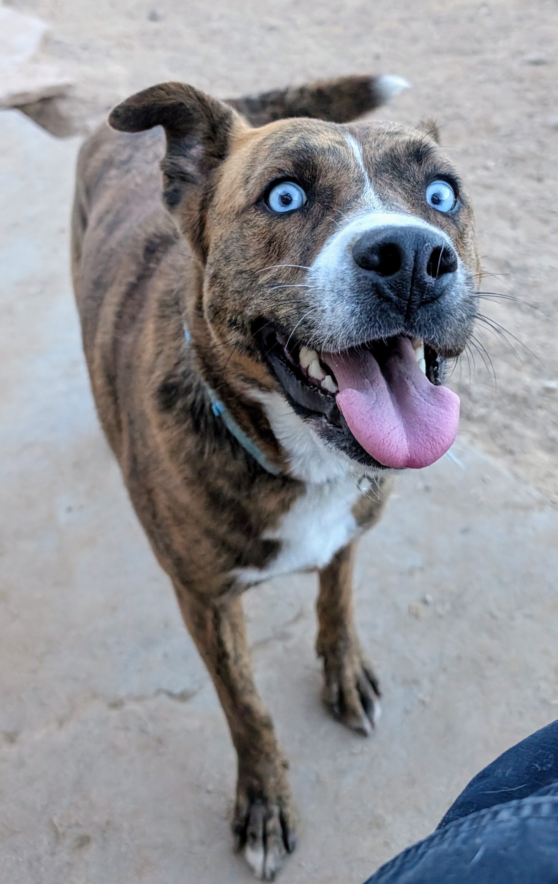 Enlarge GRACIE, a Adoptable mixed breed in Pena Blanca, NM image 2/5