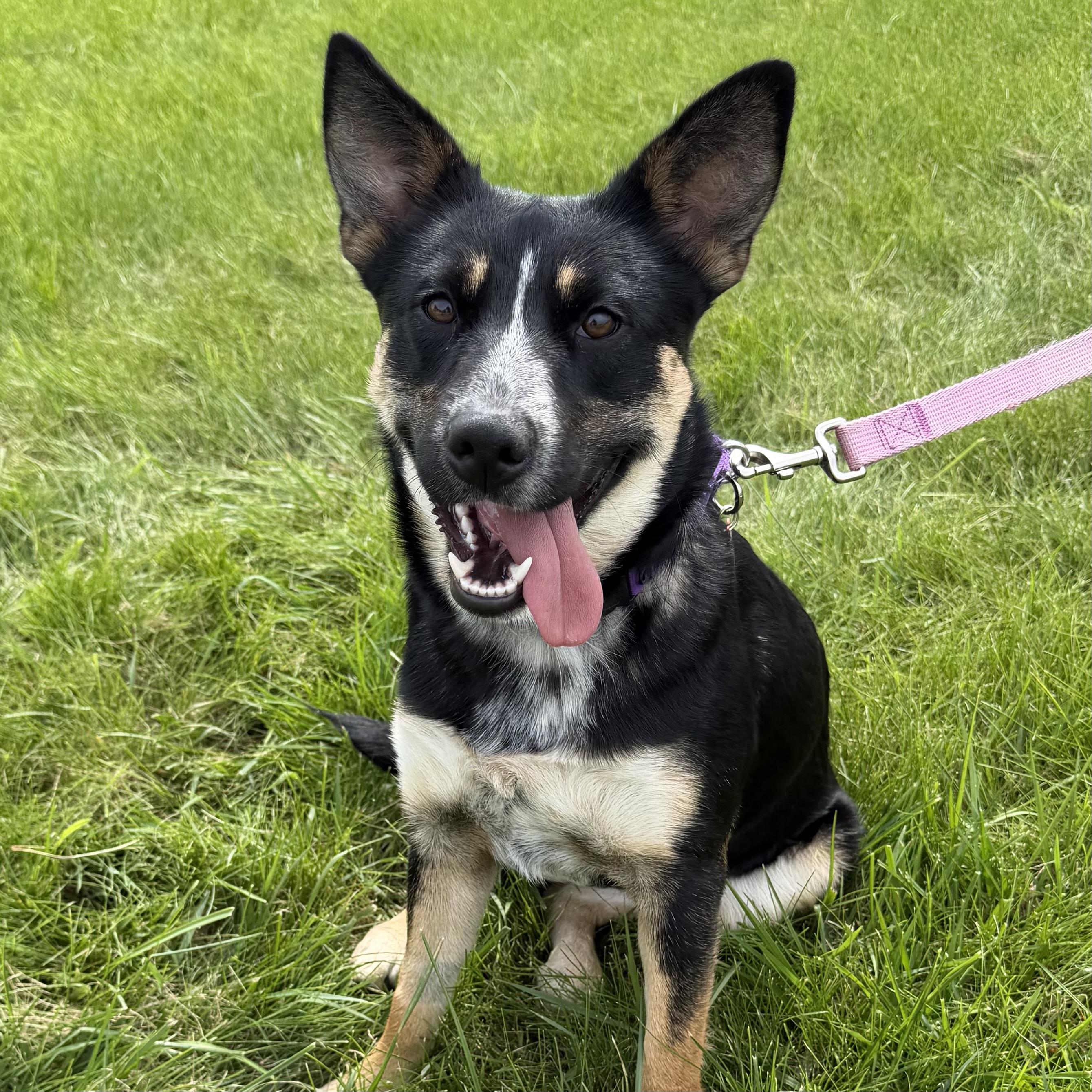 Enlarge Annie, a Adoptable mixed breed in Libertyville, IL image 6/6