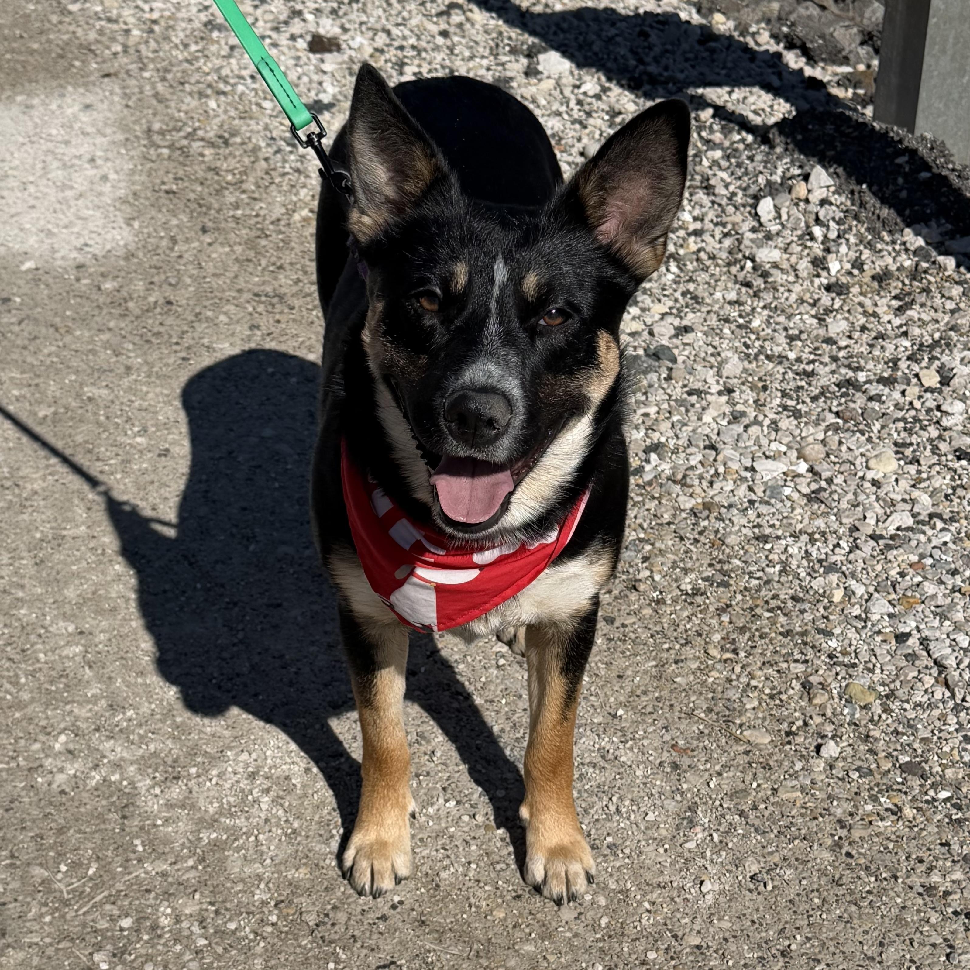 Enlarge Annie, a Adoptable mixed breed in Libertyville, IL image 3/6
