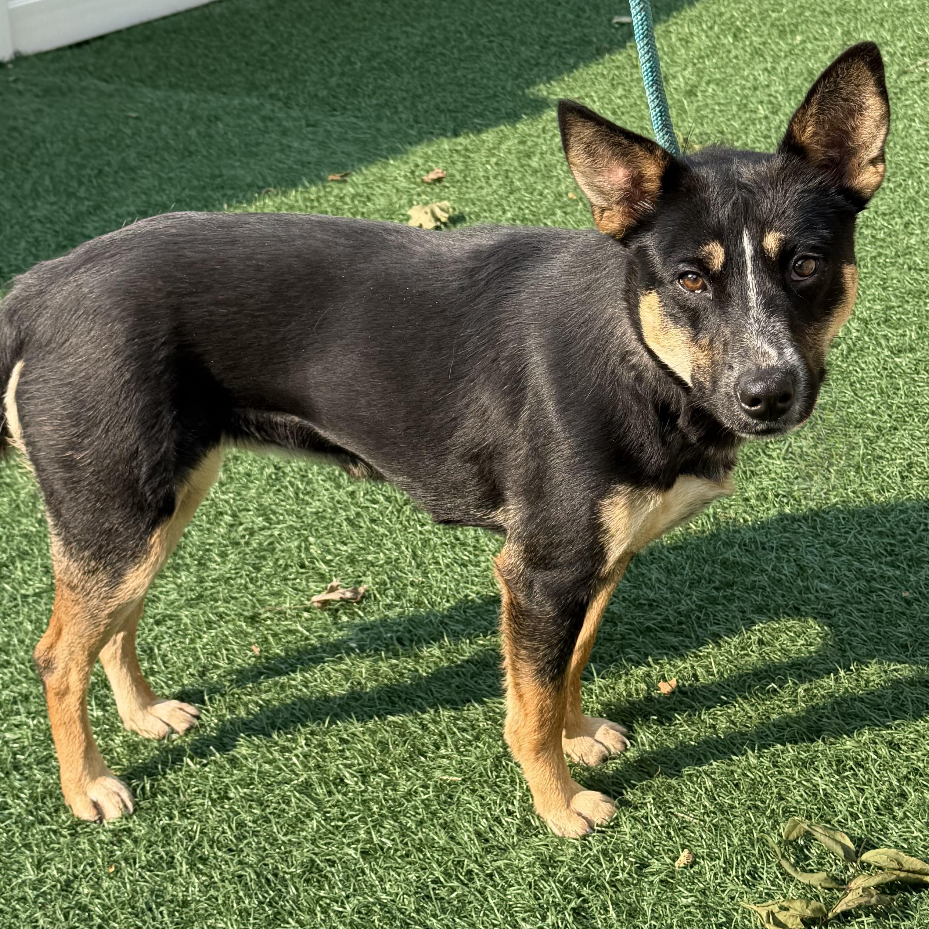 Enlarge Annie, a Adoptable mixed breed in Libertyville, IL image 5/6