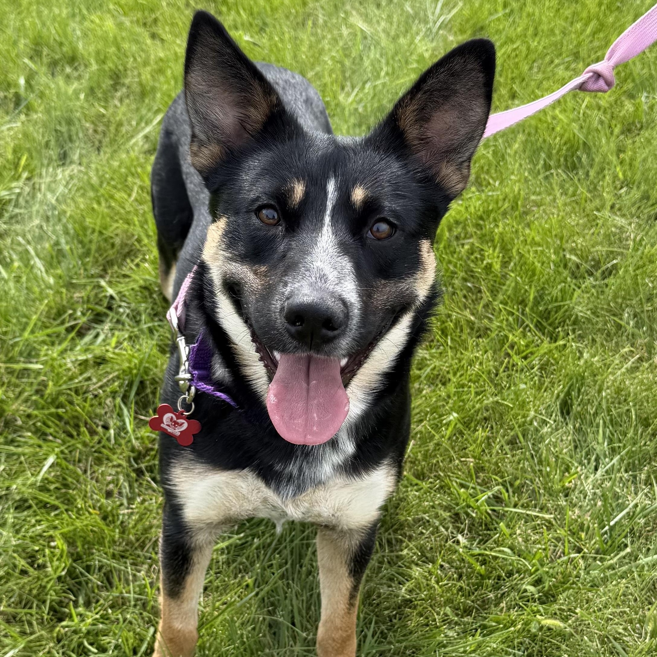 Enlarge Annie, a Adoptable mixed breed in Libertyville, IL image 1/6