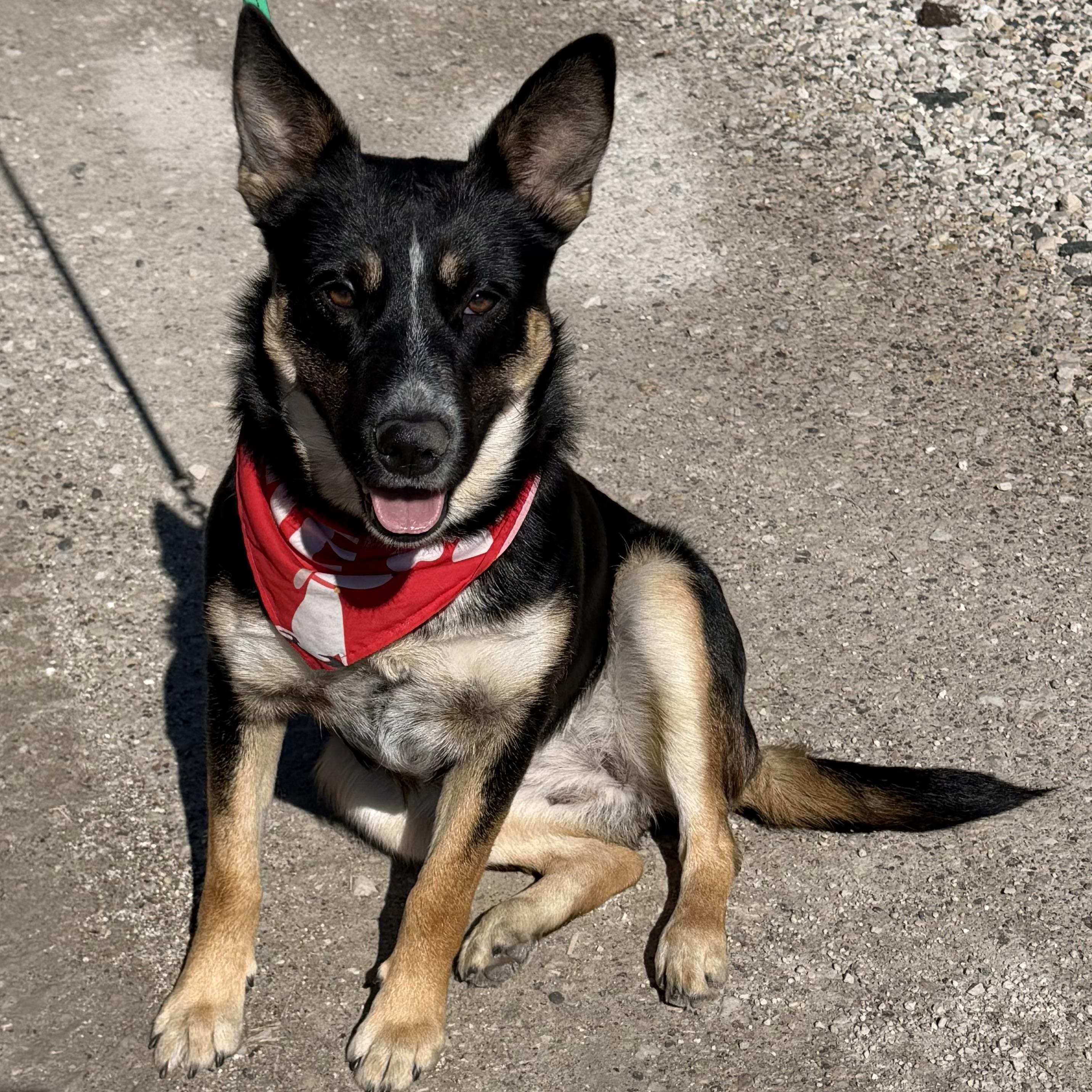 Enlarge Annie, a Adoptable mixed breed in Libertyville, IL image 2/6