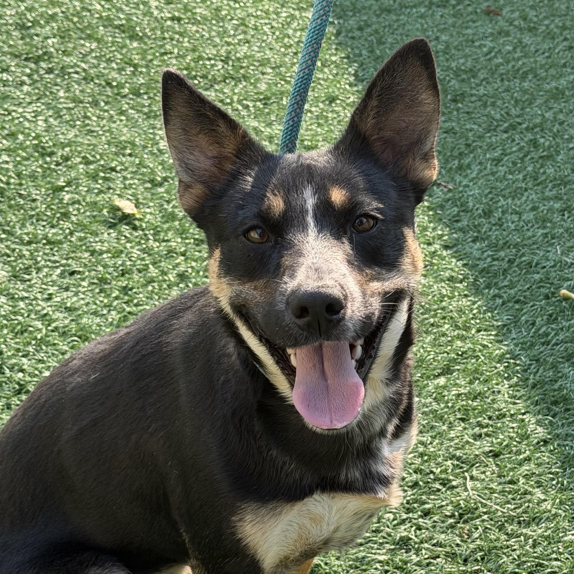 Enlarge Annie, a Adoptable mixed breed in Libertyville, IL image 4/6