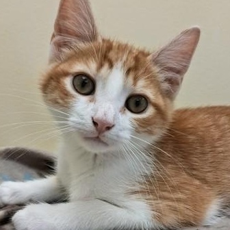Claude, adopted, Young Male Domestic Short Hair.