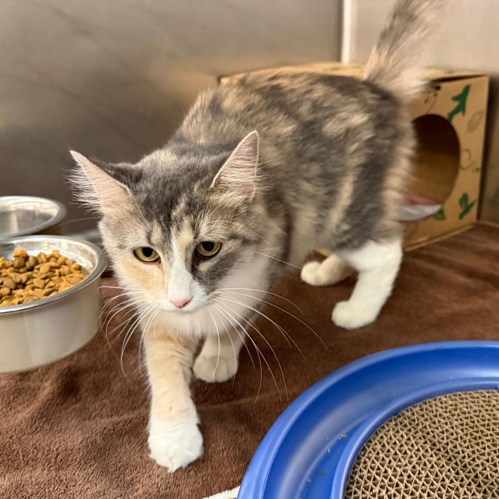 Enlarge Millie, a Adoptable Domestic Medium Hair in Saint Louis, MO image 1/6