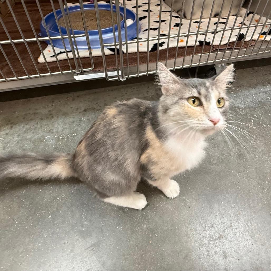 Enlarge Millie, a Adoptable Domestic Medium Hair in Saint Louis, MO image 2/6