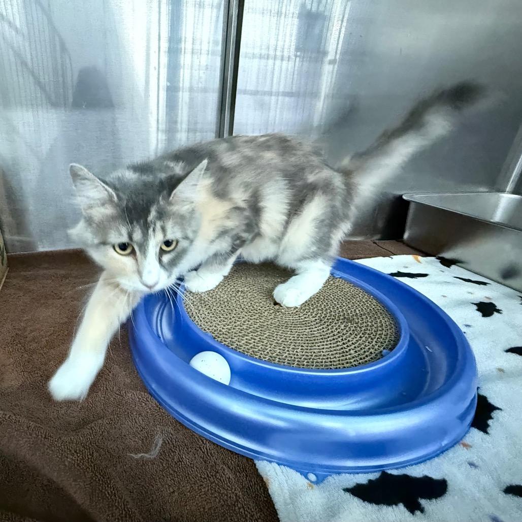 Enlarge Millie, a Adoptable Domestic Medium Hair in Saint Louis, MO image 3/6