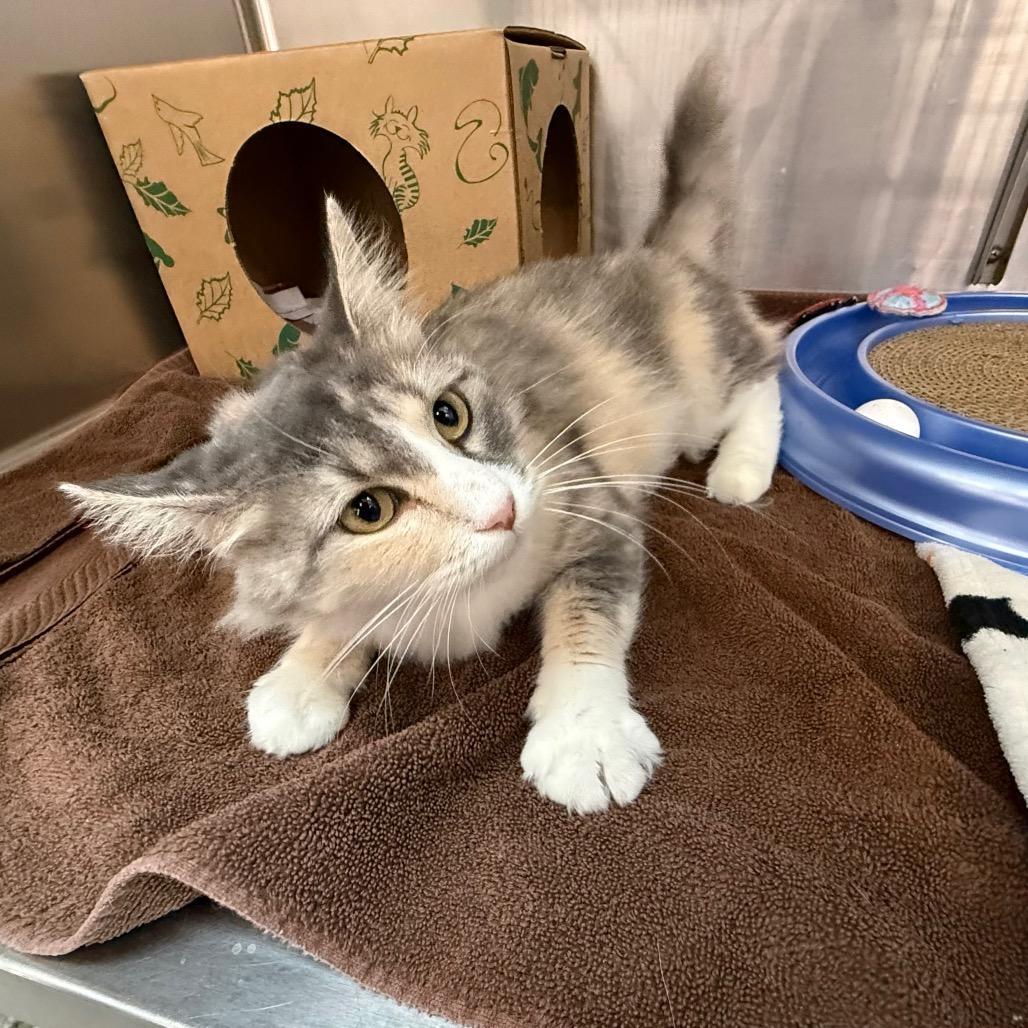 Enlarge Millie, a Adoptable Domestic Medium Hair in Saint Louis, MO image 4/6