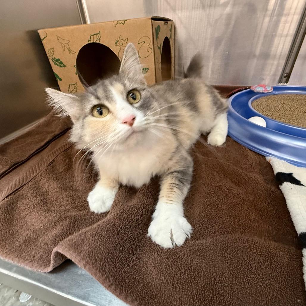 Enlarge Millie, a Adoptable Domestic Medium Hair in Saint Louis, MO image 5/6