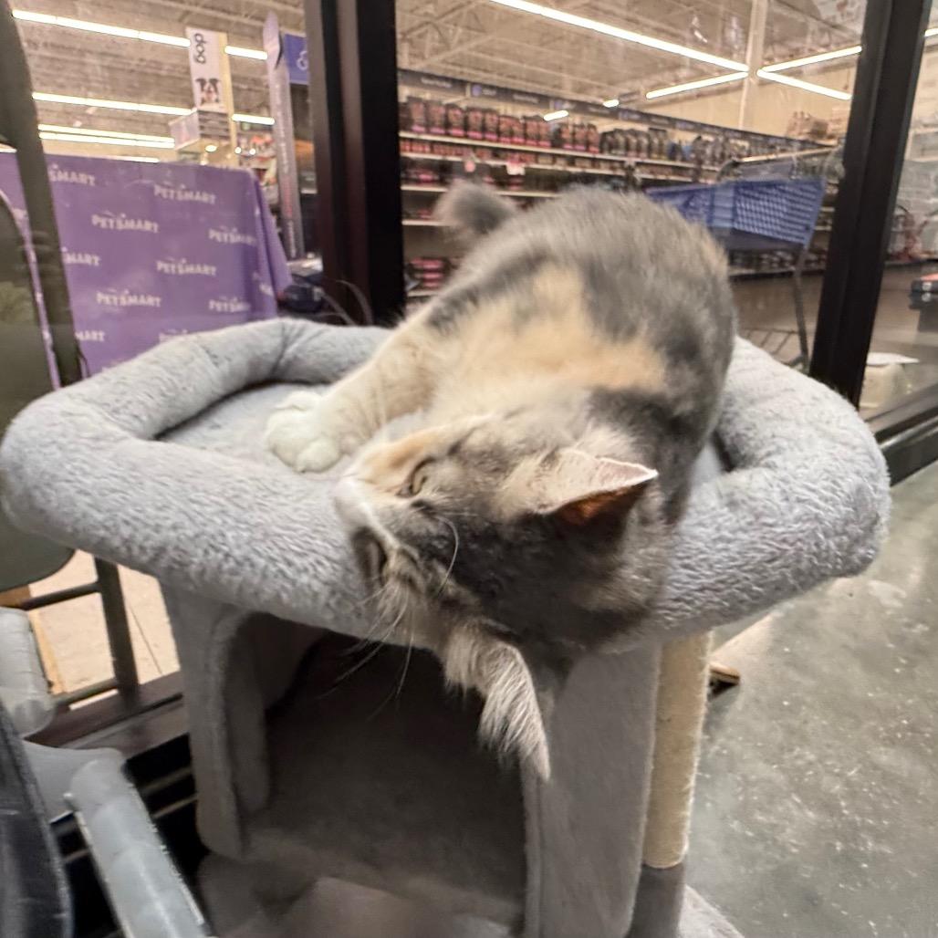 Enlarge Millie, a Adoptable Domestic Medium Hair in Saint Louis, MO image 6/6