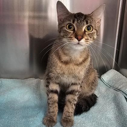 Rosita, Adoptable, Adult Female Domestic Short Hair & Domestic Short Hair.