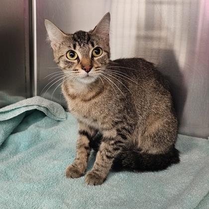 Enlarge Rosita, a Adoptable mixed breed in Scotia, NY image 2/3