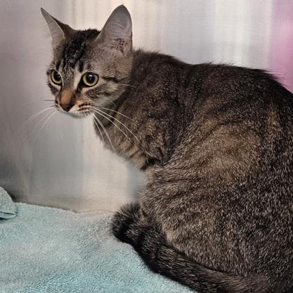 Enlarge Rosita, a Adoptable mixed breed in Scotia, NY image 3/3