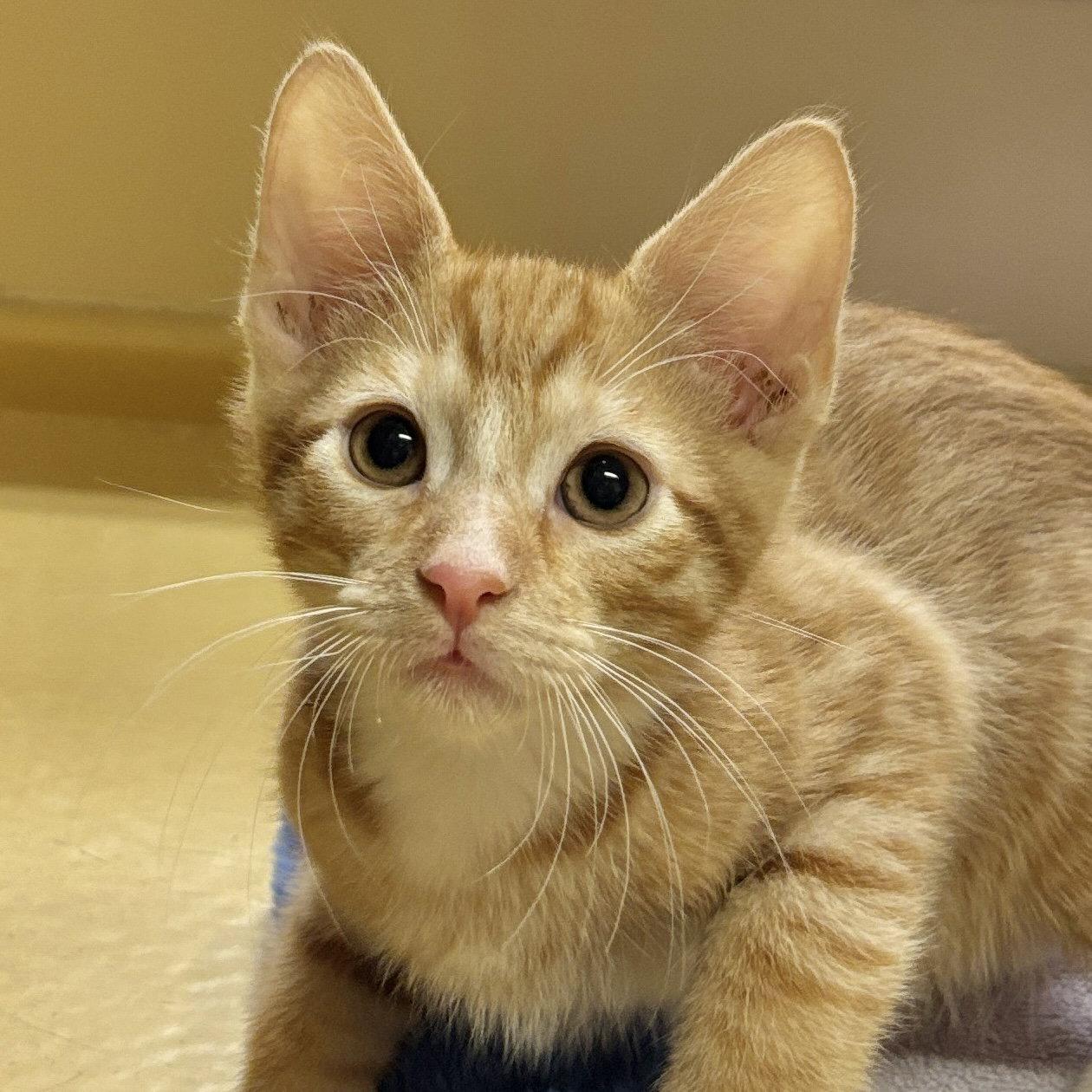 Enlarge Duncan, a Adoptable Domestic Short Hair in Sonora, CA image 1/1