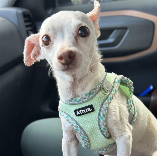 NEWT, Adoptable, Adult Male Chihuahua & Mixed Breed.