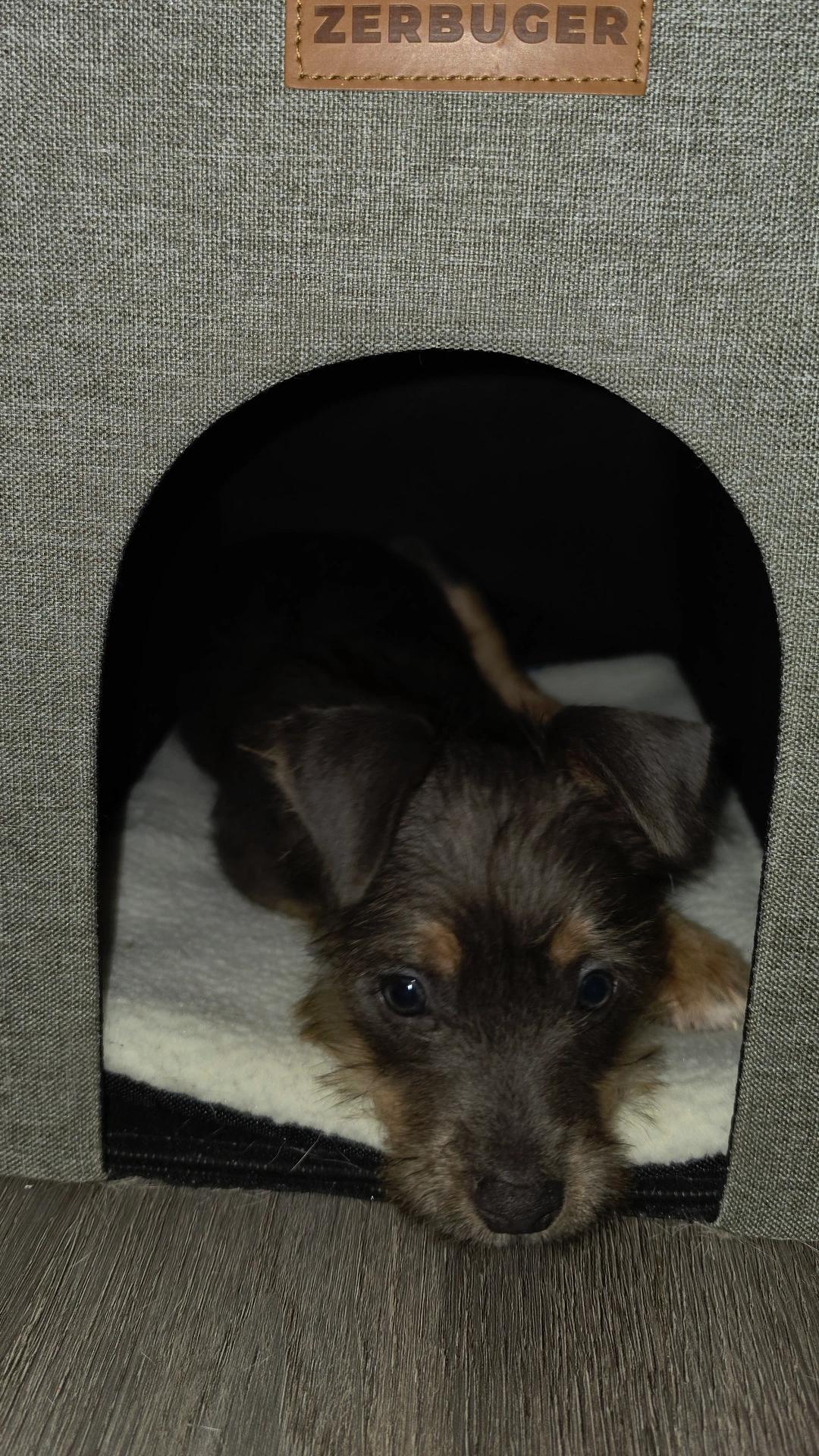 Fuzzy Bear, an adopted mixed breed in Woburn, MA image 4/5