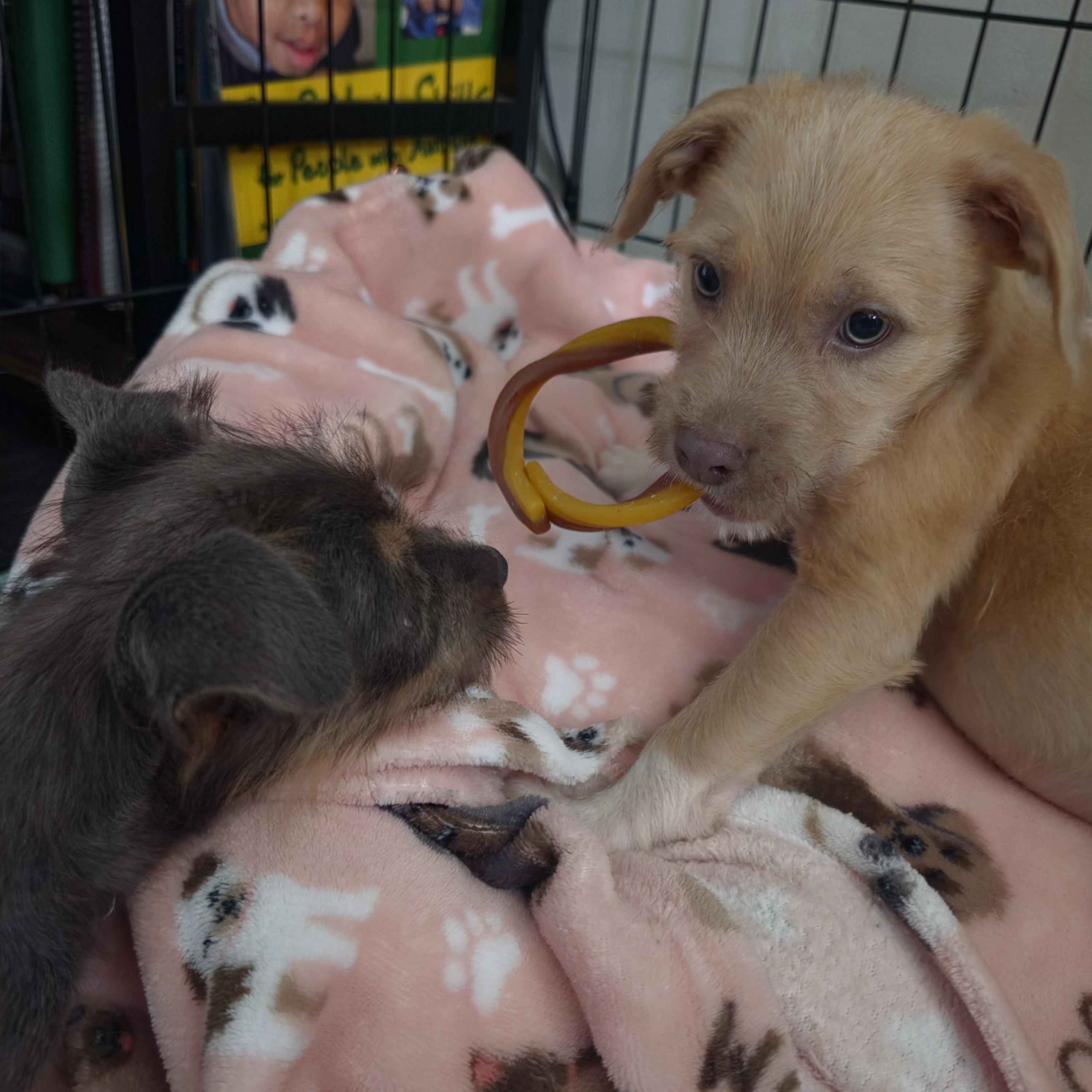 Fuzzy Bear, an adopted mixed breed in Woburn, MA image 2/5